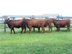 5) Reg. Red Angus Yearling Replacements (BID PER HEAD) 