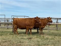 2) Reg. Red Angus 11YO Fall Bred Cows (BID PER HEAD) 