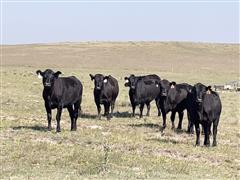 210) 810 Lbs Blk Angus - Baldy Yearling Spayed Heifers (BID PER LBS) 