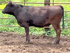 1) Comm. Fullblood Wagyu Yearling Heifer (Open) 