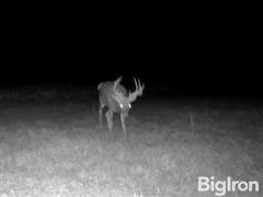 Deer Tract 2 _ Buck 2.jpg