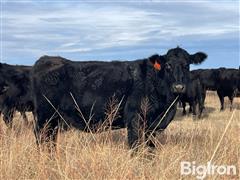 10) Angus Mature 10 YO Bred Cows (Baldridge-Connealy Bulls) (BID PER HEAD) 