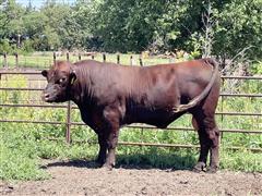 1) "Ash Valley Evolution" Reg. Purebred Shorthorn Bull 