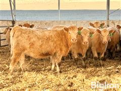 15) Buckskin CharX Open Replacement Heifers (Free Unit Of Semen/hd Of TAC Drifter 2.0 L407) (BID PER HEAD) 