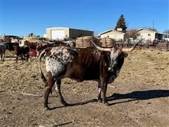 Longhorn Bred Cow 