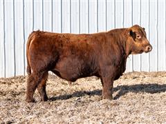 Decade 322L (Red Angus) 