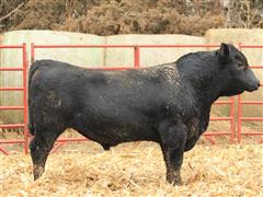 Lot 20 - CF Juneau 22137 (2 YO Angus) 