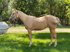 RR SIX GINGER Yearling Filly 