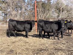 9) Angus 3-4 YO Bred Cows (BID PER HEAD) 