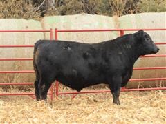 Lot 19 - CF Ledger 22120 (2 YO Angus) 