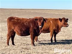 7) Reg. Red Angus 1B Bred Heifers (BID PER HEAD) 