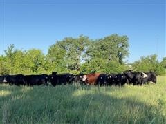 8) 3YO Black Bred Fall Cows (BID PER HEAD) 