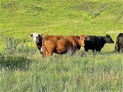 2) Registered 3YO Red Angus Bred Cows (BID PER HEAD) 