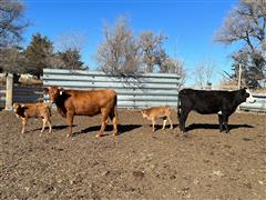 2) 1st Calf F1-Akaushi Fall Pairs (F2 Calves-75% Akaushi) (BID PER PAIR) 