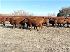 8) Comm. Red Angus Bred Heifers (AI Bred/Bull Calf) (BID PER HEAD) 