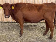 LTH Taylor 6097 H001 Red Angus Bred Cow 