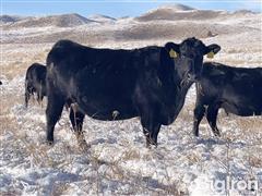 11) Angus 4 YO Bred Cows (AI'd To KRAYE BIG COUNTRY) (BID PER HEAD) 