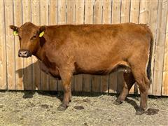 LTH Tiffany 1010 8022 Red Angus Bred Cow 