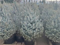 Blue Spruce Trees 