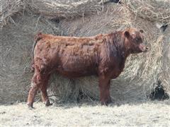 LTH TYCOON 039K Red Angus Bull 