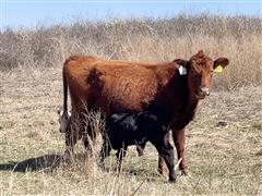 6) Red Angus 1st Calf Heifer Pairs (Bull Bred To Gardiner Angus) (BID PER PAIR) 