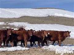 11) Red Angus 10 To 12 YO Mature Bred Cows (BID PER HEAD) 