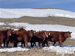 11) Red Angus 10 To 12 YO Mature Bred Cows (BID PER HEAD) 