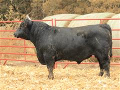 Lot 5 - CF Justified 22036 ( 2 YO Angus) 