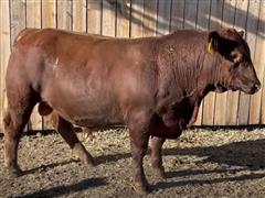 LTH Longmire 082K Red Angus Bull 