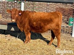 2) Red Angus Bred Heifers (BID PER HEAD) 