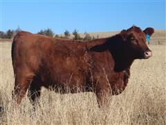 SCMH TYLEE 255 Red Angus Bred Heifer 