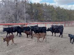 9) Blk 1st Calf Heifer Pairs (BID PER PAIR) 