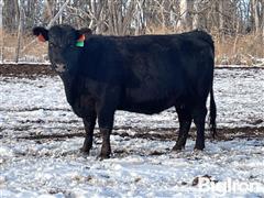 10) Blk Angus 3YO 2nd Calf Heifers (AI'd To Yellowstone) (BID PER HEAD) 