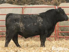 CF Ledger 053 20121 23053 2 YO Angus Bull 