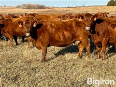 8) Reg. Red Angus 4th-5th Calving Cows (BID PER HEAD) 